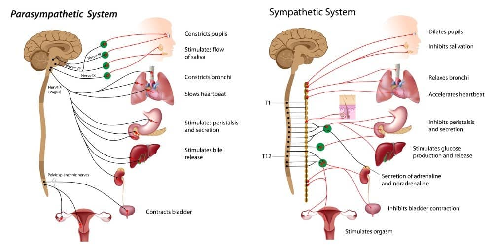 Fibromyalgia Causes Symptoms And Treatment Mediologiest